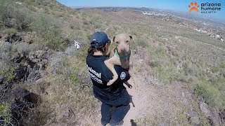 MOUNTAIN RESCUE CAUGHT ON CAMERA: Hiker Helps Save Dehydrated Dog Stranded on Phoenix Mountain