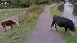 Google street view beefs up privacy, blurs cow's face