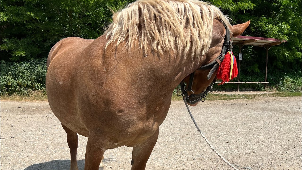 Коні Ваговози 💪🔥/Доля на продажу 💸💵❗️‼️☎️📞