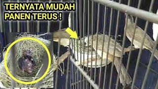 SUKSES TERNAK BURUNG TRUCUKAN DENGAN SANGKAR GANTUNG PANEN MELIMPAH ANAKAN TRUCUK SETIAP BULAN