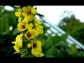 Promiscuous Verbascum