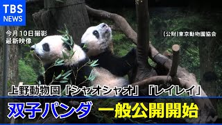 双子パンダの一般公開スタート 上野動物園