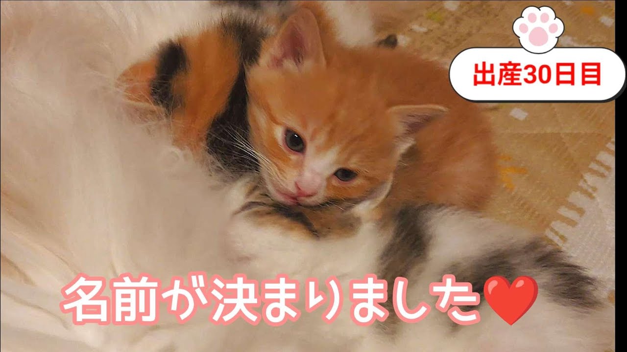 [生後30日目]ようやく名前が決まりました❤️