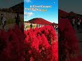 🌸Hitachi Seaside Park Version🦋