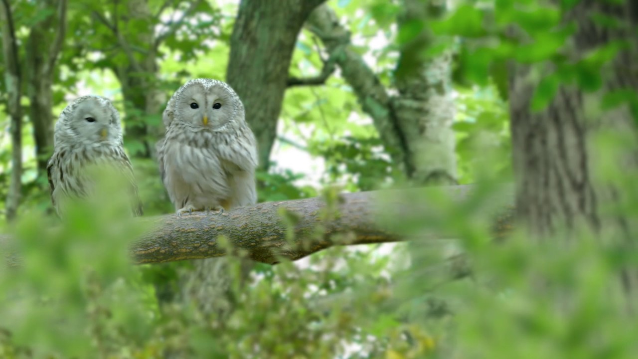 野口観光グループ ｔｖｃｍ 双子ちゃん フクロウ篇 倉本聰 Youtube
