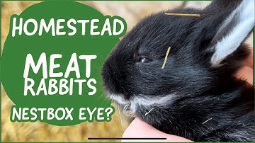 Meat Rabbits - Cure Nestbox Eye Quick and Easy!