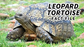 Leopard Tortoise Facts: BLACK and YELLOW Tortoise 🐢 Animal Fact Files