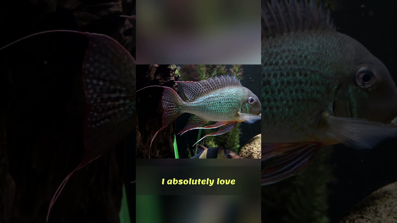 Geophagus Altifrons: Our Favorite Fish in the Tank!