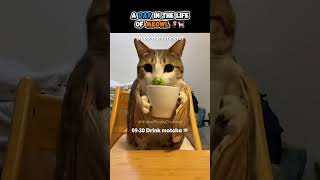 This Is How Meowl Spends One Day