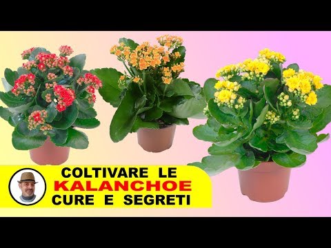 Video: Kalanchoe Da Potatura