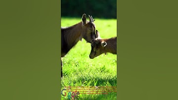 Clash of the Goats: Battle for Dominance #god #goat #goatfarming #goats #reels  #shortfilm