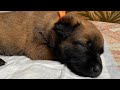 12 malinois puppies