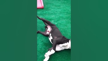 WHAT WOULD YOU RATE this DOG 😝 | wholesome video #dog #youtubeshorts #funny #shorts