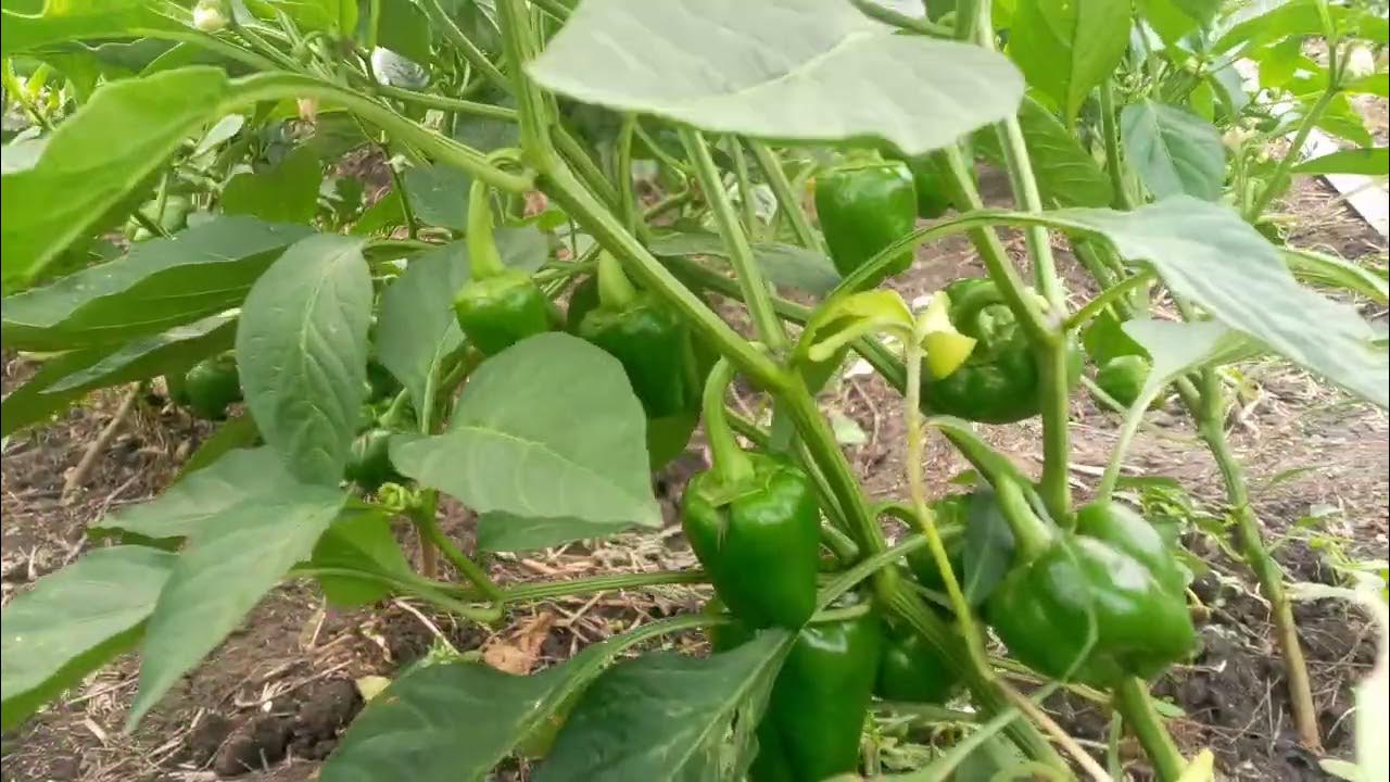 Akosua's Sweet Pepper Farm 🚜😋 YouTube