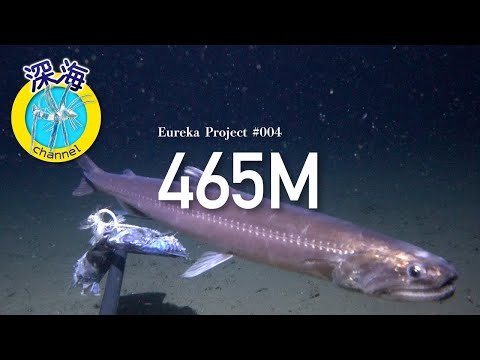 深海への挑戦 | 水中カメラ | 水深465mの深海生物映像 ～The
