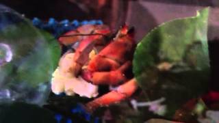 Hermit crab eating popcorn Hermit Crabs Love Popcorn