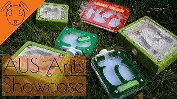 AUS Ants Nest Showcase +Giveaway!