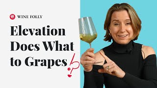 How Elevation Affects Grape Varieties (ep. 39) Wine Folly by Wine Folly 4,505 views 1 month ago 6 minutes