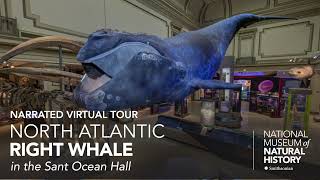 Narrated Virtual Tour: North Atlantic Right Whale in the Sant Ocean Hall