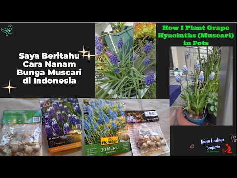 Video: Perbanyakan Benih Grape Hyacinth - Kapan Menanam Benih Grape Hyacinth