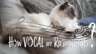 How  are  ? Do they meow? | Ragdolls Pixie and Bluebell