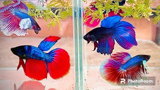 ត្រីក្រឹម បង្កាត់ផ្ទាល់ដៃ | Betta Beautiful Fish in Cambodia