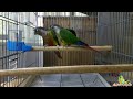 تجهيز قفص إنتاج ببغاء الكنيور 