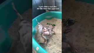 American Bully Merle Chocolate Tri Puppies For Sale.