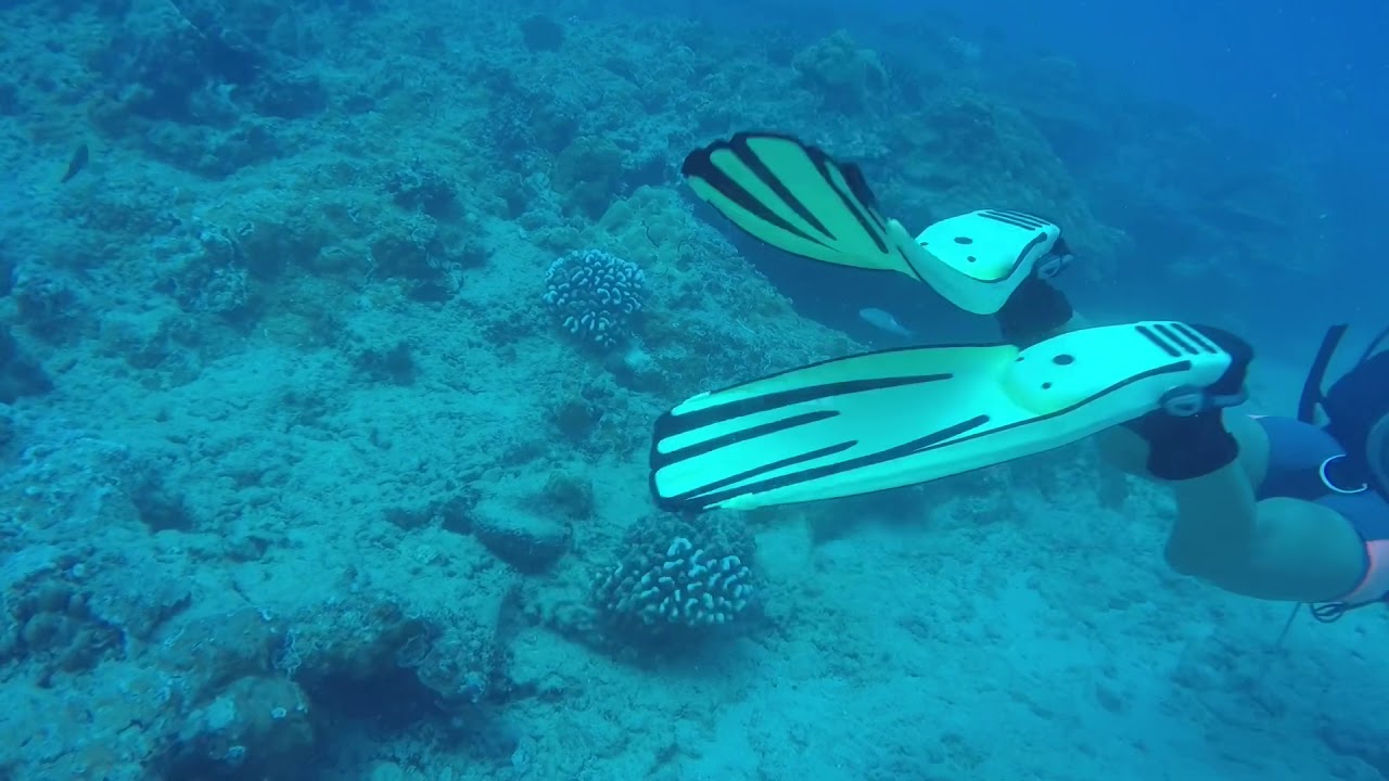 Scuba Dive Off The Coast Of Honolulu YouTube