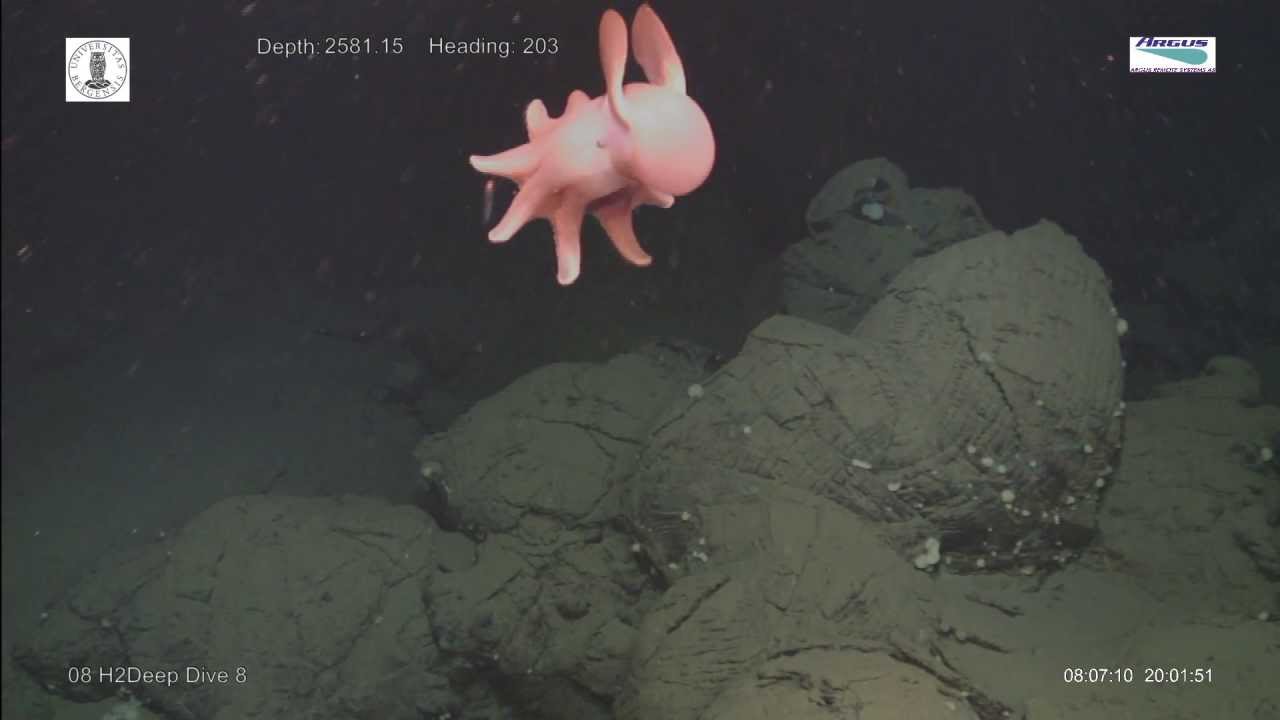 Dumbo" at Loki's Castle