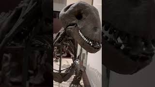 Moschops: The Thick-Skulled Herbivore of the Permian