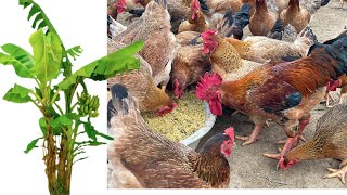 How to ferment banana plants as food for livestock and poultry - Chicken Farm Can Chicken Eat Banana