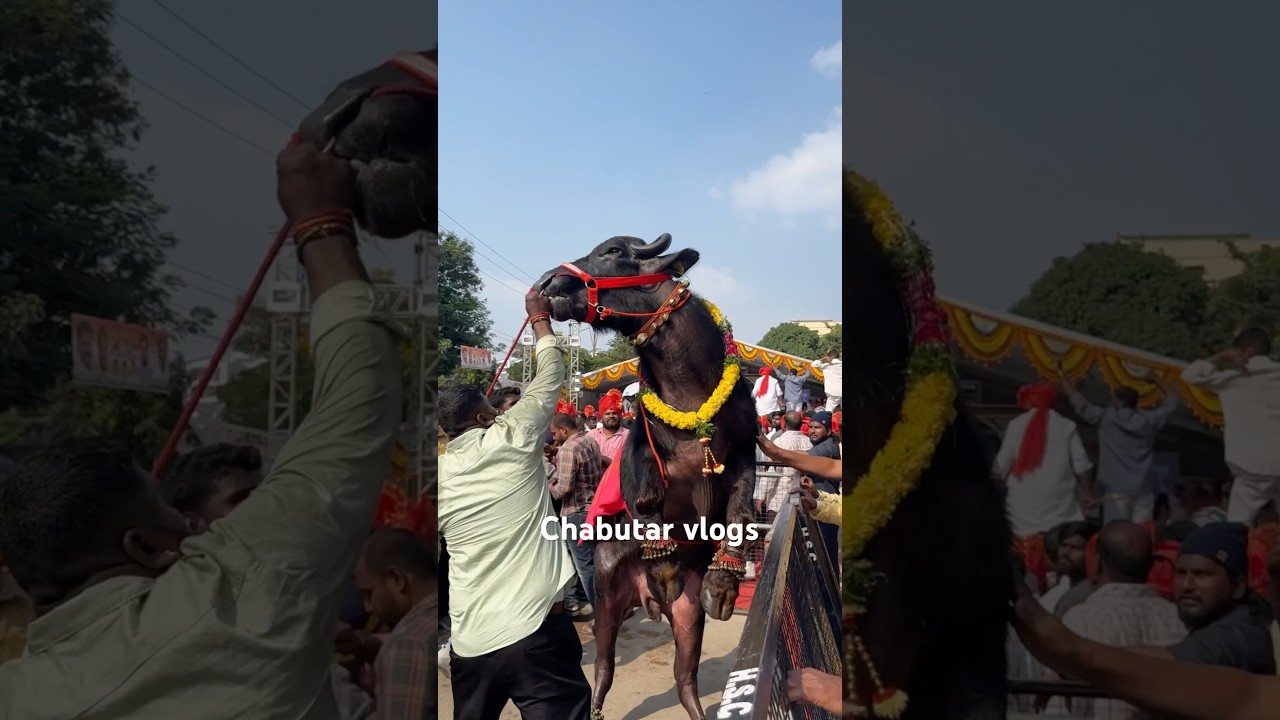 Sadar 2024 | Bull Lifting At Sadar Samelana 2024 