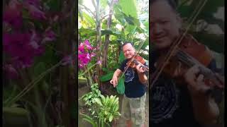 Bunga Anggrek - melodi biola