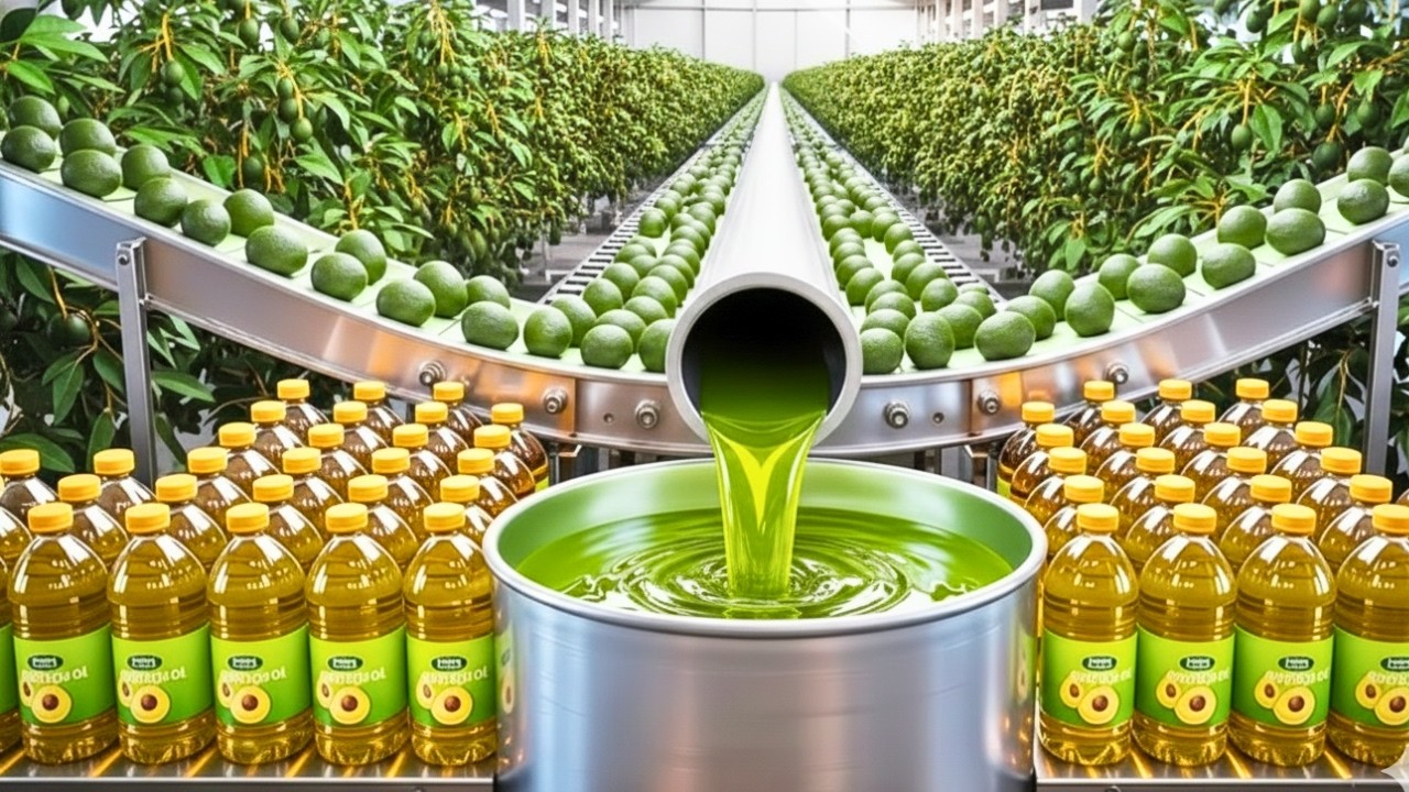 Inside the Largest Factory: How Fresh Avocados Become Premium Avocado Oil (Full Process)