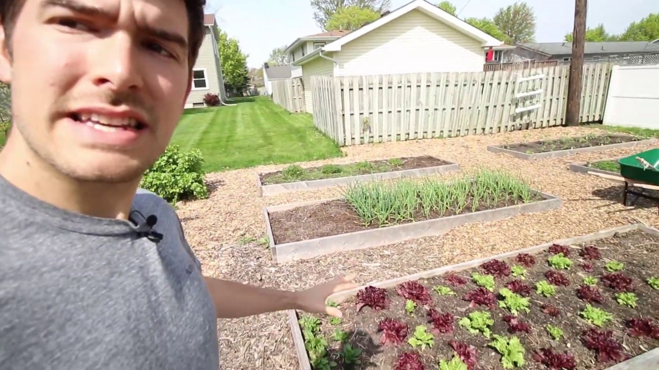 germinate seeds in rockwool cubes How We Fix Spotty Germination With This Super Simple Trick