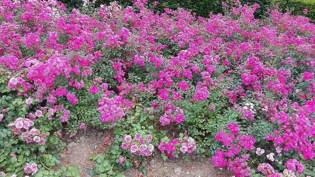 T072 73 Tafsiirka Suuratul  Al  Jini  Al Mussamil@sh Cumar Faaruuq Raximala