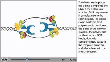 DNA Replication Animation - initiation, elongation and termination