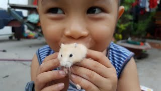 TRANG BỊ NUÔI CHUỘT HAMSTER - Đồ Ăn Và Ngôi Nhà Chuột | ChiChi TV
