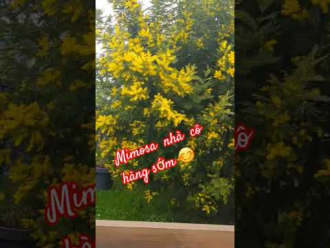 Mimosa nhà cô hàng sớm 😊