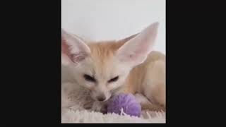 Hibridación gato + perro híbrido by spiac 688 views 2 years ago 1 minute, 20 seconds