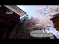 上田城 (春，桜)