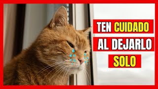 7 ERRORES CRUCIALES al dejar a un gato solo en casa | ¿Cuál de ellos estás cometiendo?