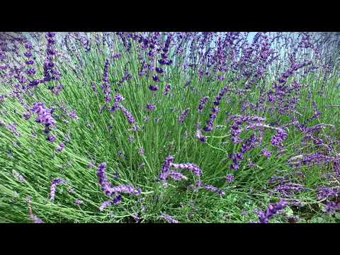 154 Sonny Lane, Touchet, WA home video tour