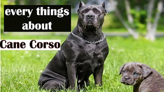 Cane Corso  : Everything You Need To Know by Animal Explorer 703 views 1 year ago 4 minutes, 8 seconds