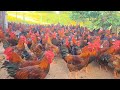 Harvesting egg & Release the Chicken Rosster to the garden, Daily work in Poultry Farming