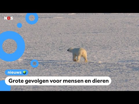 Video: Voor Het Eerst In De Geschiedenis Van Waarnemingen Begon Het Dikste Ijs Van De Noordpool Af Te Brokkelen En In Stukken Uiteen Te Vallen - Alternatieve Mening