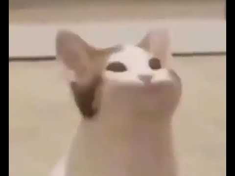 Pop Cat Original Meme Youtube Cats are too cute creatures ´u`. pop cat original meme