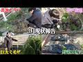 【3月現状】春を迎えた庭の変化がヤバい！！【ガーデニング】【園芸】【園芸初心者】【じゅんぺい君】