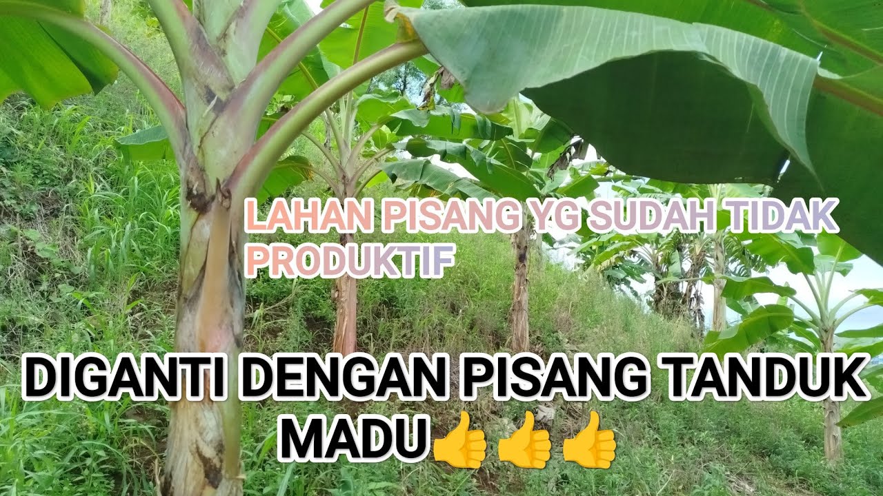 Persiapan premajaan pisang yang tidak produktif lagi